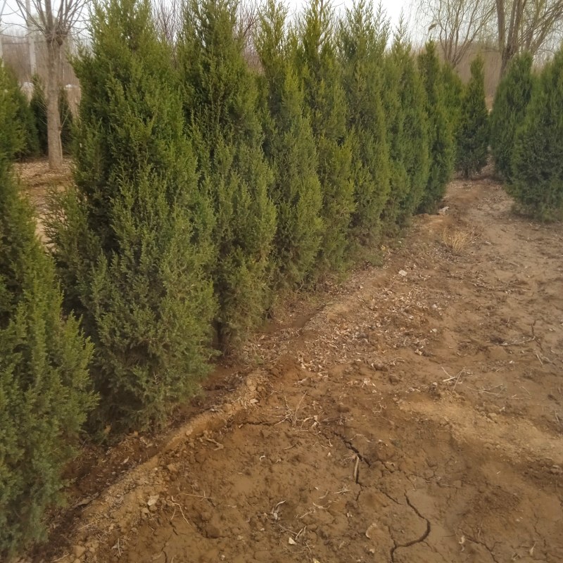 1米塔侩塔柏60cm-3米塔桧望都塔桧圆柏2米