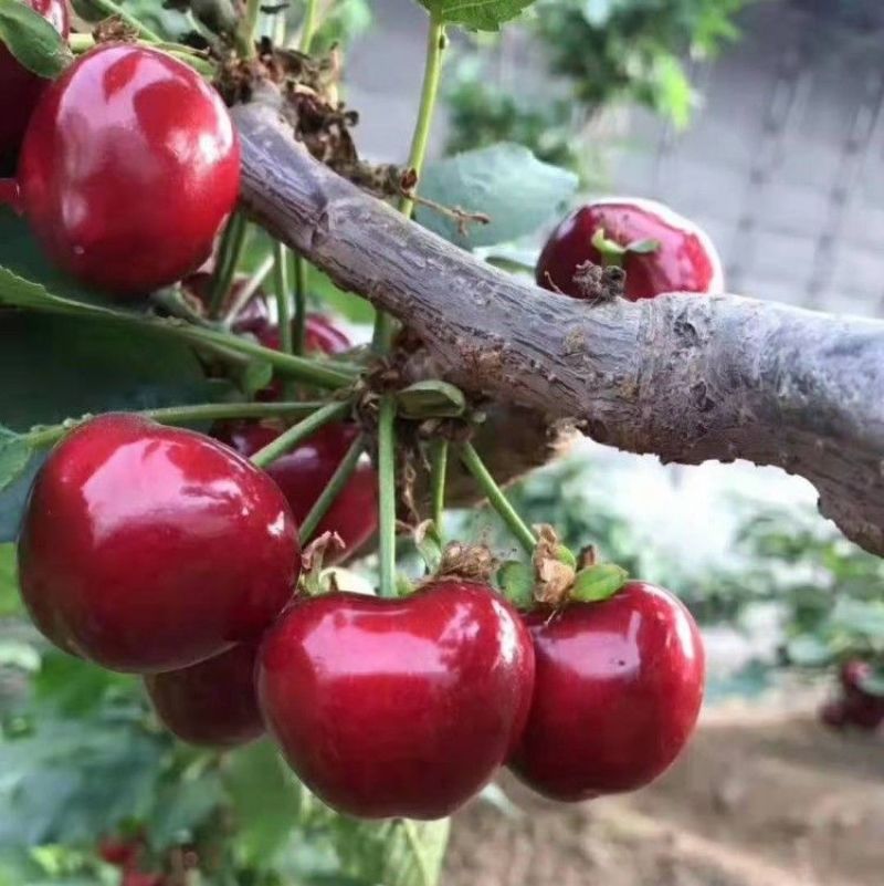 新品种晚熟车厘子嫁接苗俄罗斯八号特大樱桃树南北方种植当年