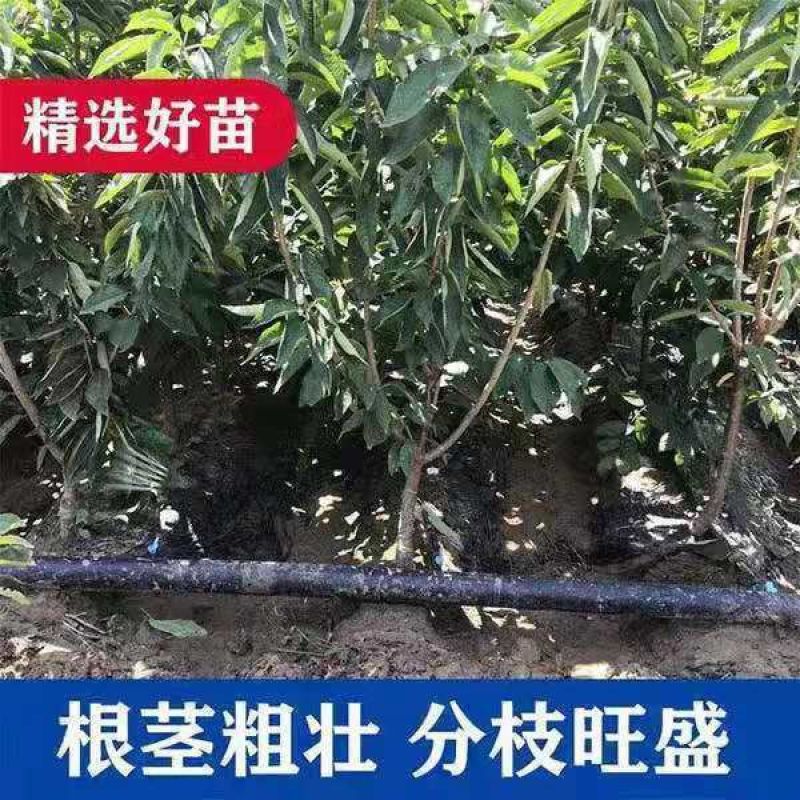 新品种晚熟车厘子嫁接苗俄罗斯八号特大樱桃树南北方种植当年