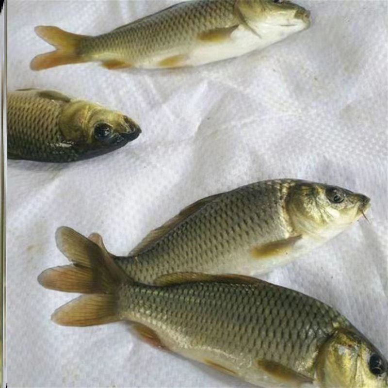 广西鲤鱼苗金背鲤鱼苗鱼塘供应品种优良抵抗力强