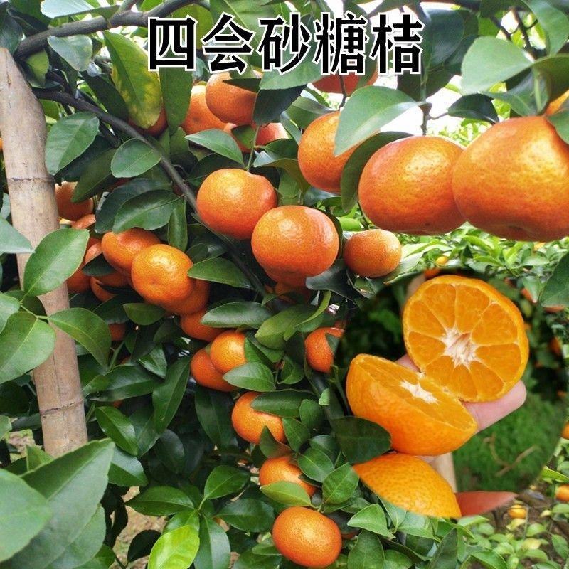 新品种无核沙糖蜜桔嫁接苗无籽砂糖橘子树苗沙糖桔子苗当年结