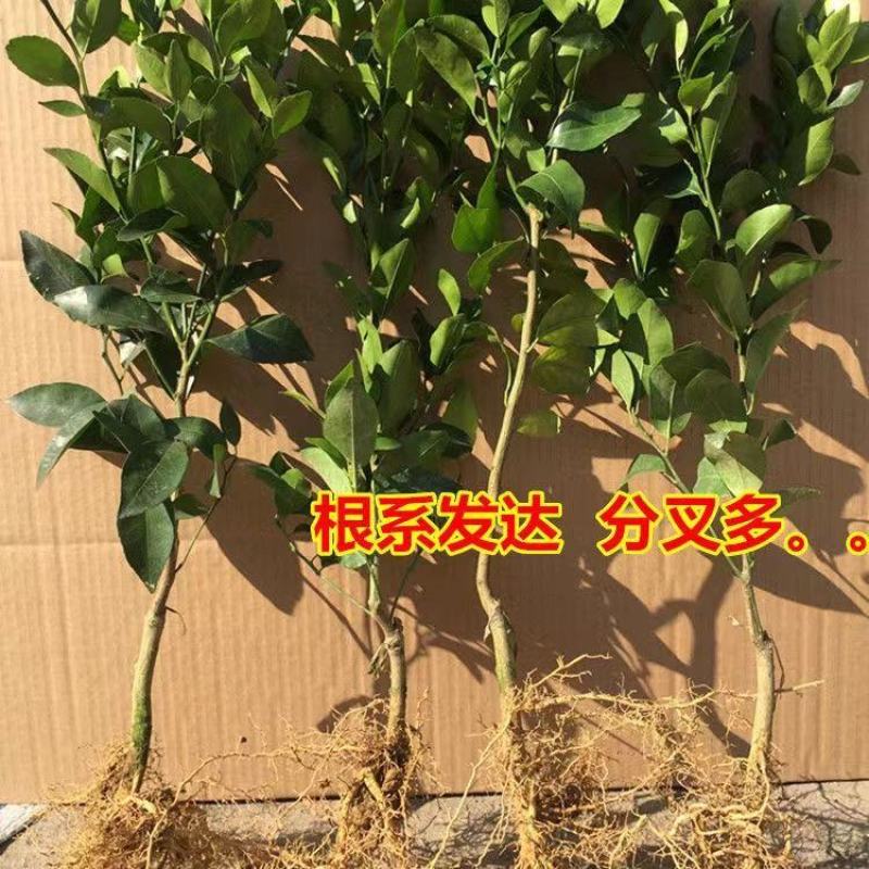 新品种无核沙糖蜜桔嫁接苗无籽砂糖橘子树苗沙糖桔子苗当年结