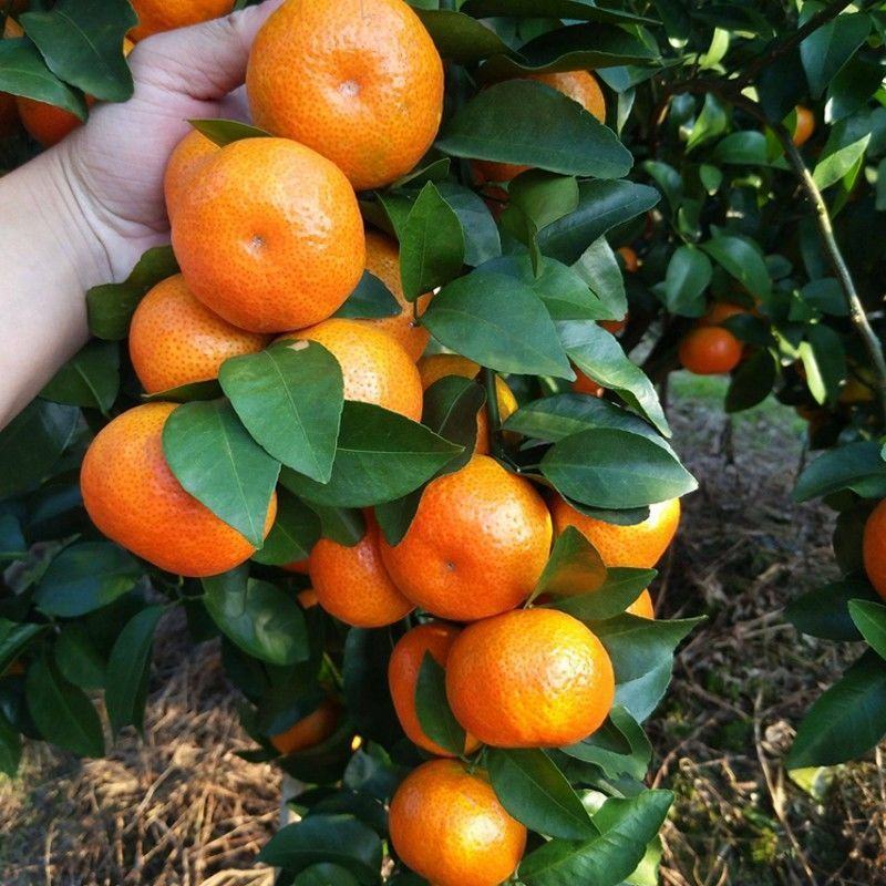 新品种无核沙糖蜜桔嫁接苗无籽砂糖橘子树苗沙糖桔子苗当年结