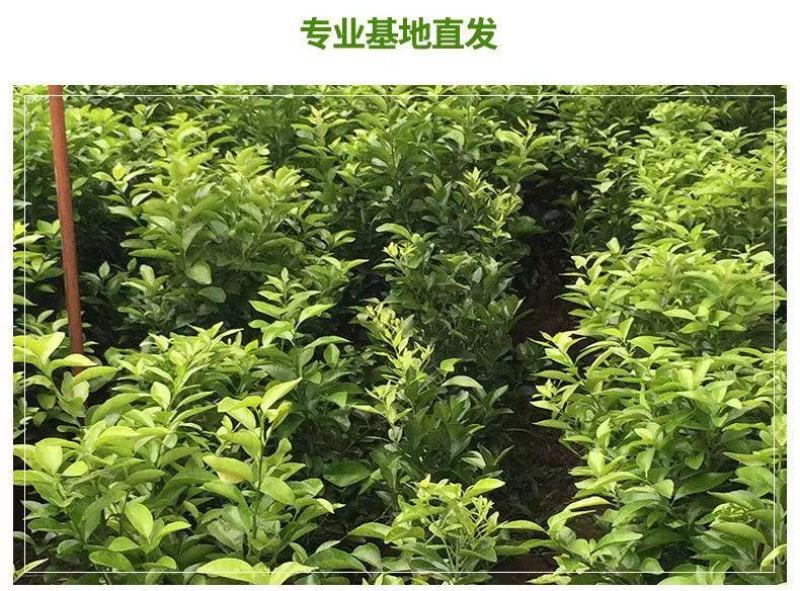新品种无核沙糖蜜桔嫁接苗无籽砂糖橘子树苗沙糖桔子苗当年结
