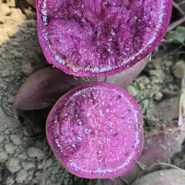 紫薯产地大量销售中，现挖现卖，鲜果紫薯红薯，对接电商平台
