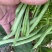 【牛商推荐】芸豆，四季豆，无筋豆，基地供应，欢迎订购