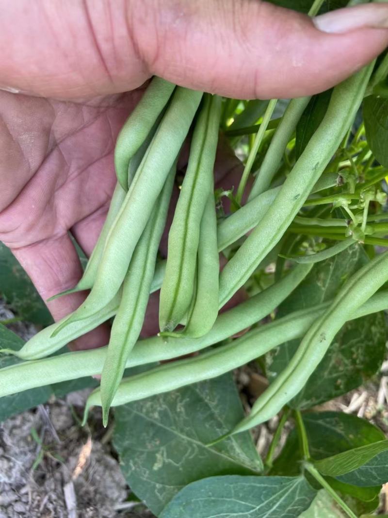 【牛商推荐】芸豆，四季豆，无筋豆，基地供应，欢迎订购