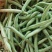 【牛商推荐】芸豆，四季豆，无筋豆，基地供应，欢迎订购