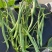 【牛商推荐】芸豆，四季豆，无筋豆，基地供应，欢迎订购
