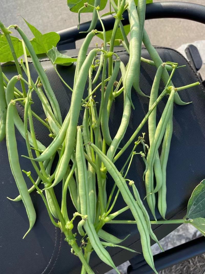 【牛商推荐】芸豆，四季豆，无筋豆，基地供应，欢迎订购