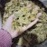 鸡内金，生内金无硫，产地河北，货源充足，保质保量