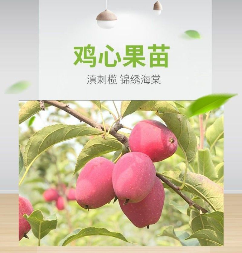 新品种沙果鸡心果树苗盆地栽锦绣海棠小苹果苗嫁接苗南方北方