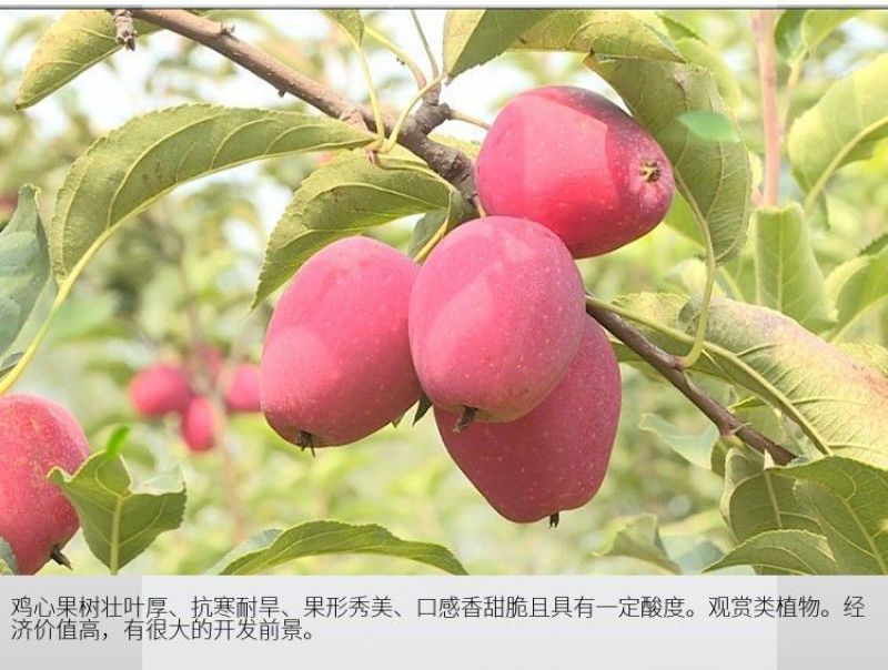 新品种沙果鸡心果树苗盆地栽锦绣海棠小苹果苗嫁接苗南方北方