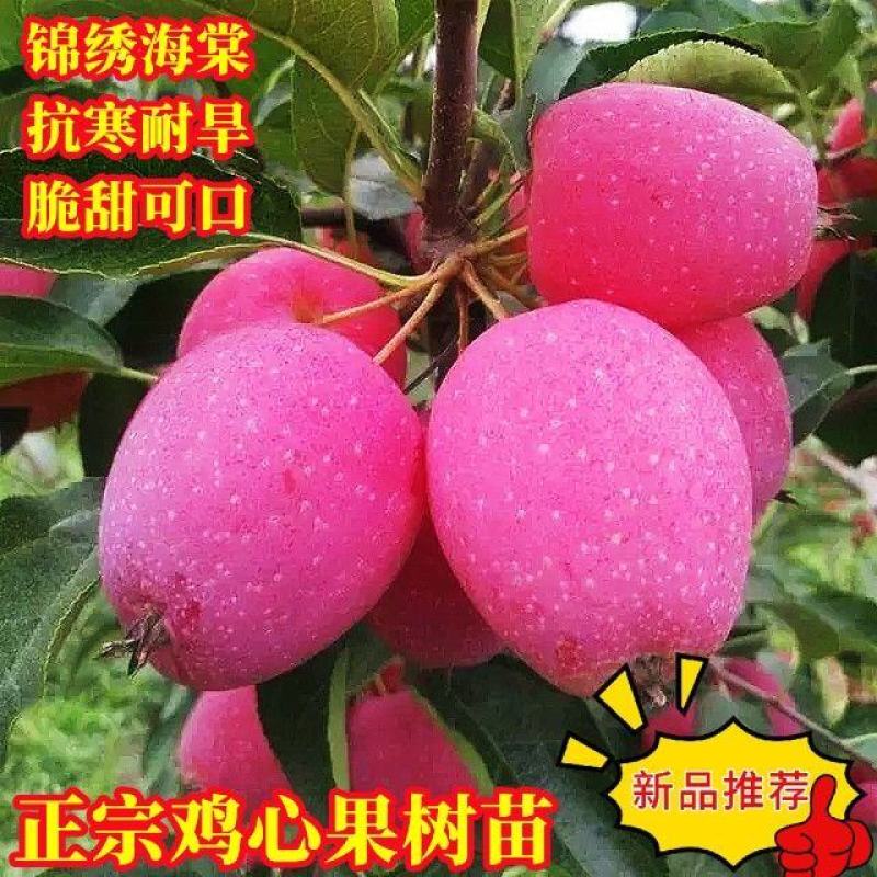 新品种沙果鸡心果树苗盆地栽锦绣海棠小苹果苗嫁接苗南方北方
