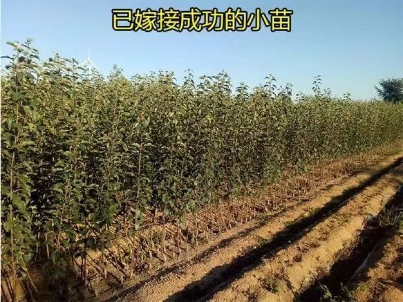 新品种沙果鸡心果树苗盆地栽锦绣海棠小苹果苗嫁接苗南方北方