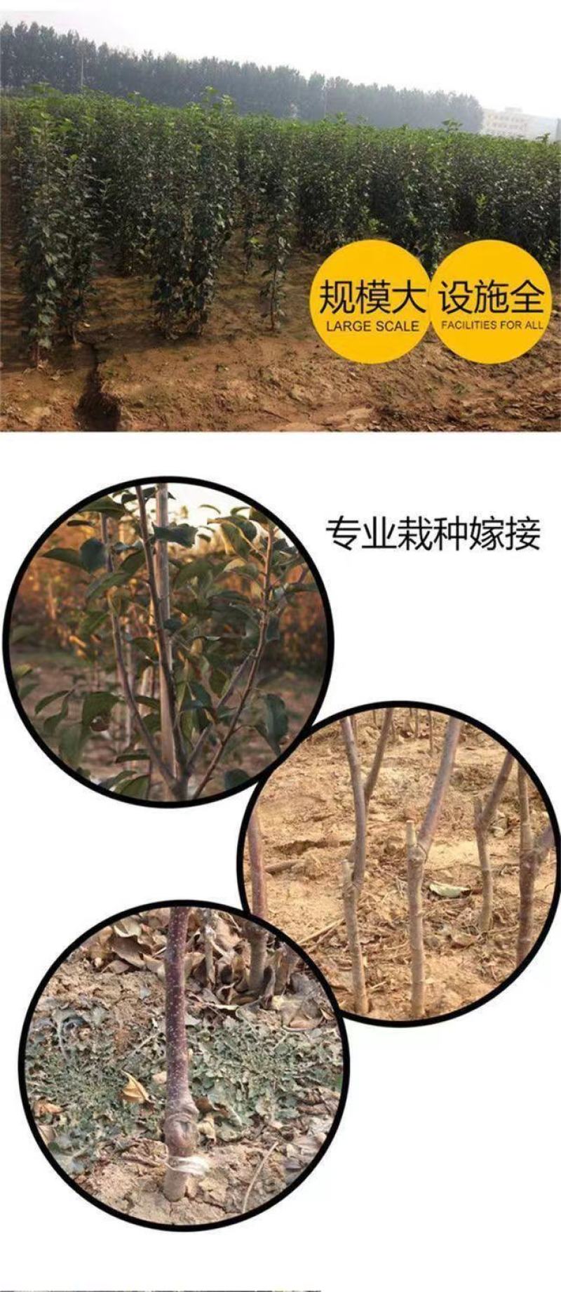 新品种沙果鸡心果树苗盆地栽锦绣海棠小苹果苗嫁接苗南方北方