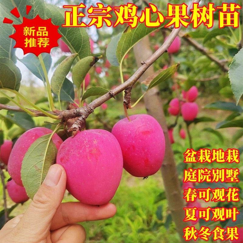 新品种沙果鸡心果树苗盆地栽锦绣海棠小苹果苗嫁接苗南方北方