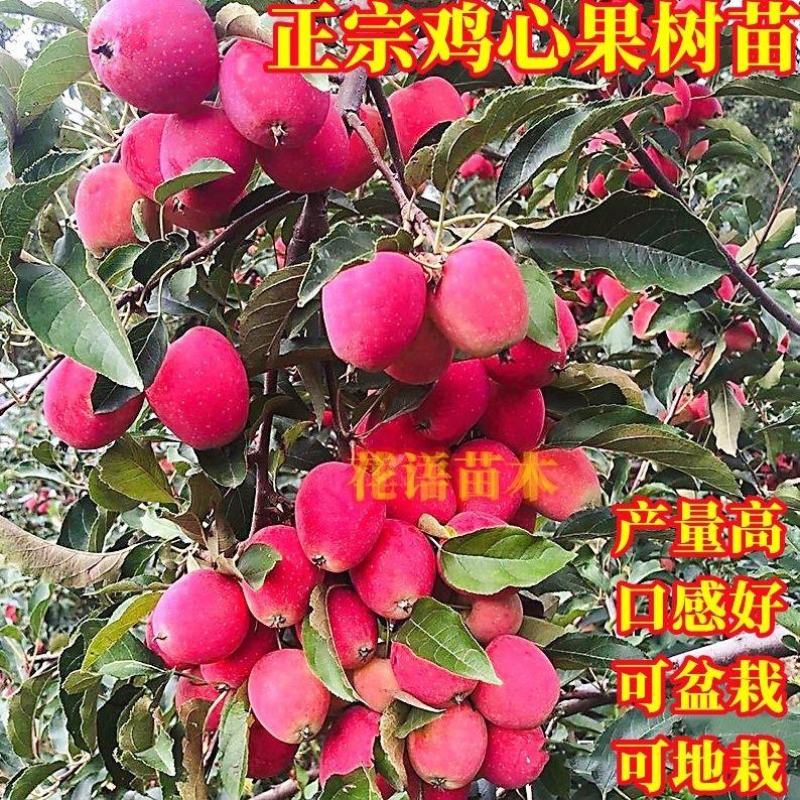 新品种沙果鸡心果树苗盆地栽锦绣海棠小苹果苗嫁接苗南方北方