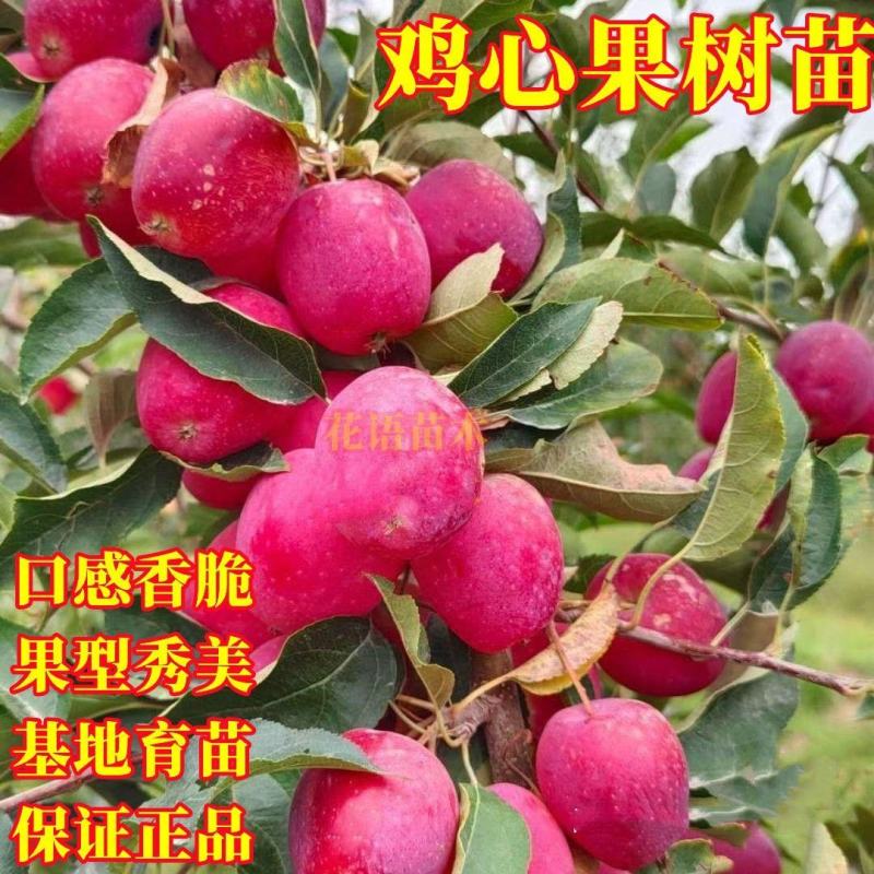 新品种沙果鸡心果树苗盆地栽锦绣海棠小苹果苗嫁接苗南方北方