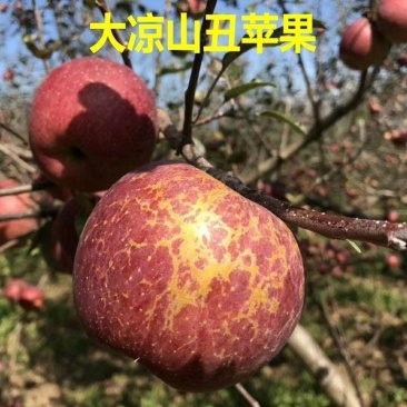 新品种苹果嫁接苗丑苹果树苗脆甜冰糖心苹果苗南北方种植当年