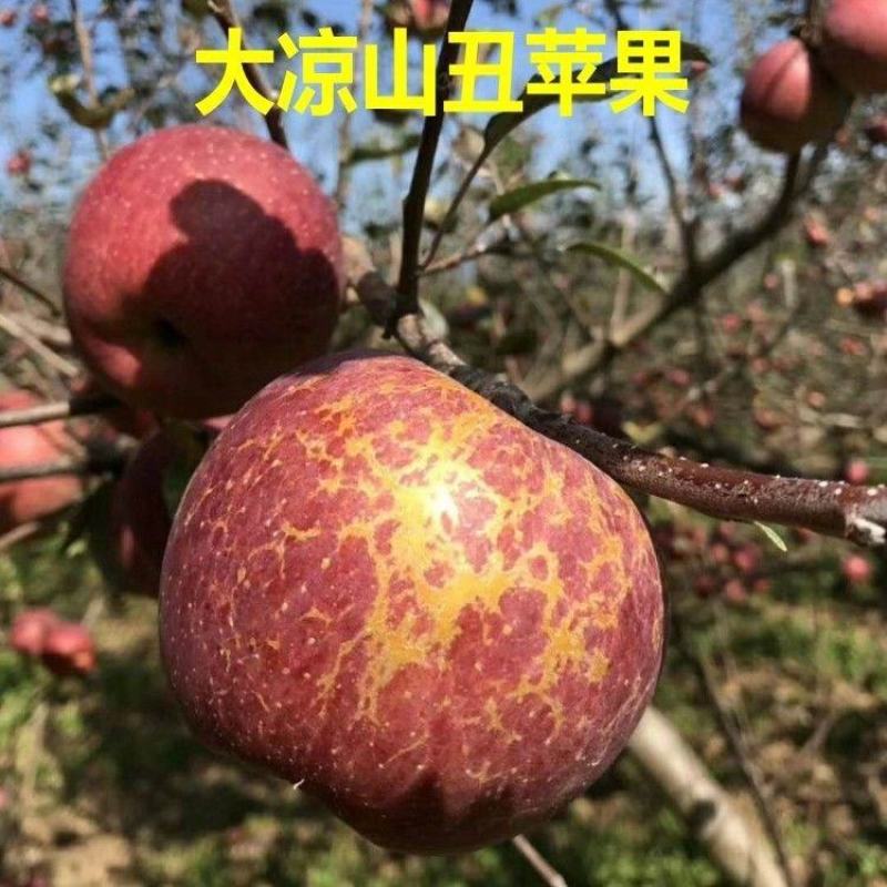 新品种苹果嫁接苗丑苹果树苗脆甜冰糖心苹果苗南北方种植当年