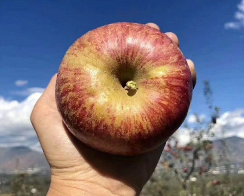 新品种苹果嫁接苗丑苹果树苗脆甜冰糖心苹果苗南北方种植当年