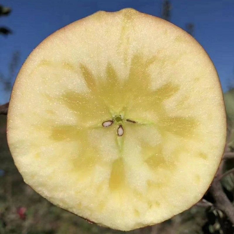 新品种苹果嫁接苗丑苹果树苗脆甜冰糖心苹果苗南北方种植当年