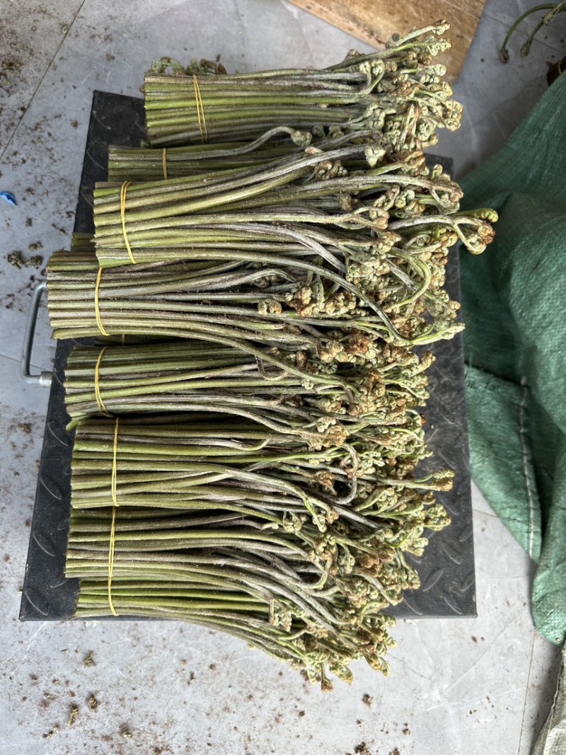 2023年新鲜蕨菜大量现货