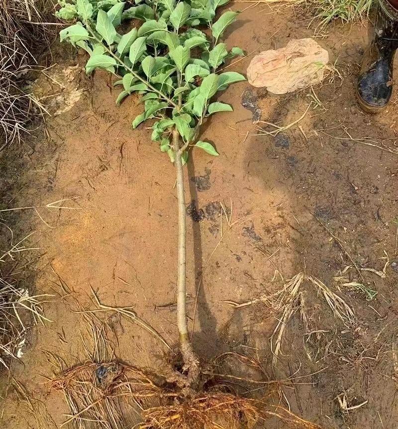 新品种苹果嫁接苗丑苹果树苗脆甜冰糖心苹果苗南北方种植当年
