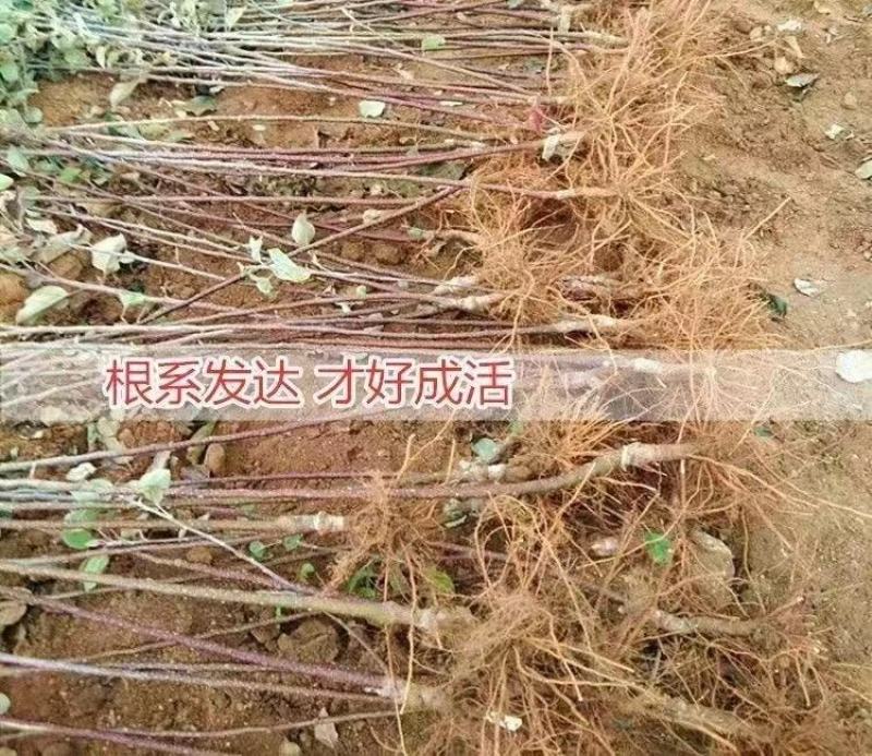 新品种苹果嫁接苗丑苹果树苗脆甜冰糖心苹果苗南北方种植当年
