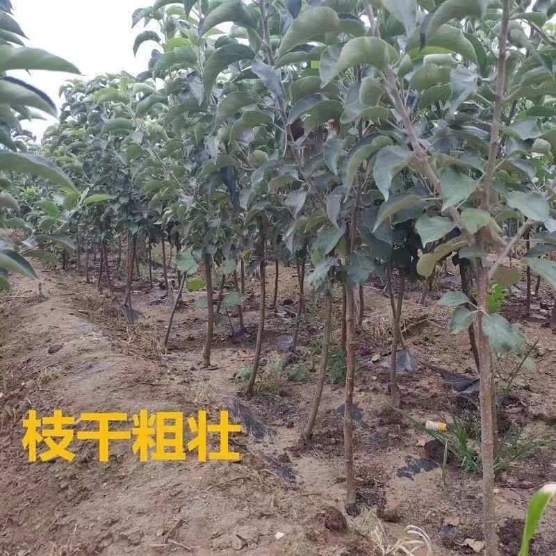 新品种苹果嫁接苗丑苹果树苗脆甜冰糖心苹果苗南北方种植当年