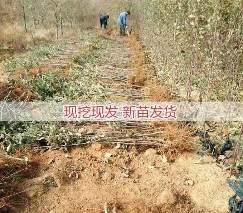 新品种苹果嫁接苗丑苹果树苗脆甜冰糖心苹果苗南北方种植当年