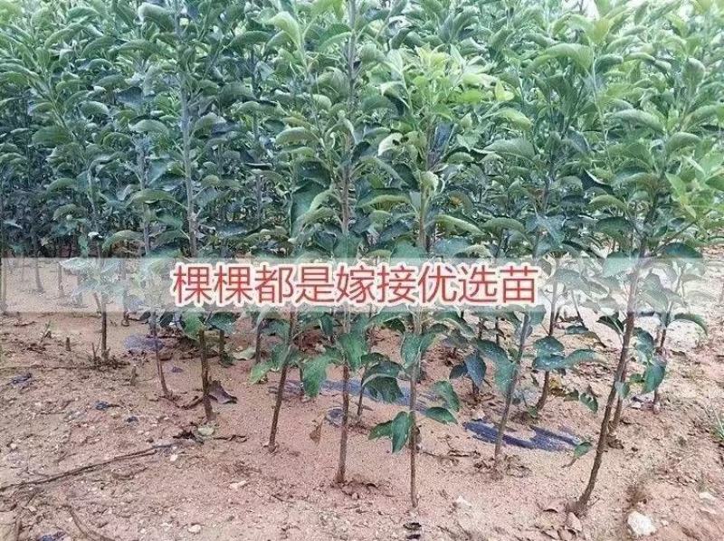 新品种苹果嫁接苗丑苹果树苗脆甜冰糖心苹果苗南北方种植当年