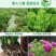 生物有机菌肥，活化土壤，防止土壤板结，生根护根，防死棵。