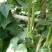 【牛商推荐】芸豆，四季豆，无筋豆，基地供应，欢迎订购