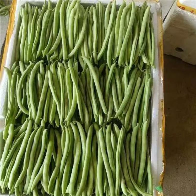 【牛商推荐】芸豆，四季豆，无筋豆，基地供应，欢迎订购
