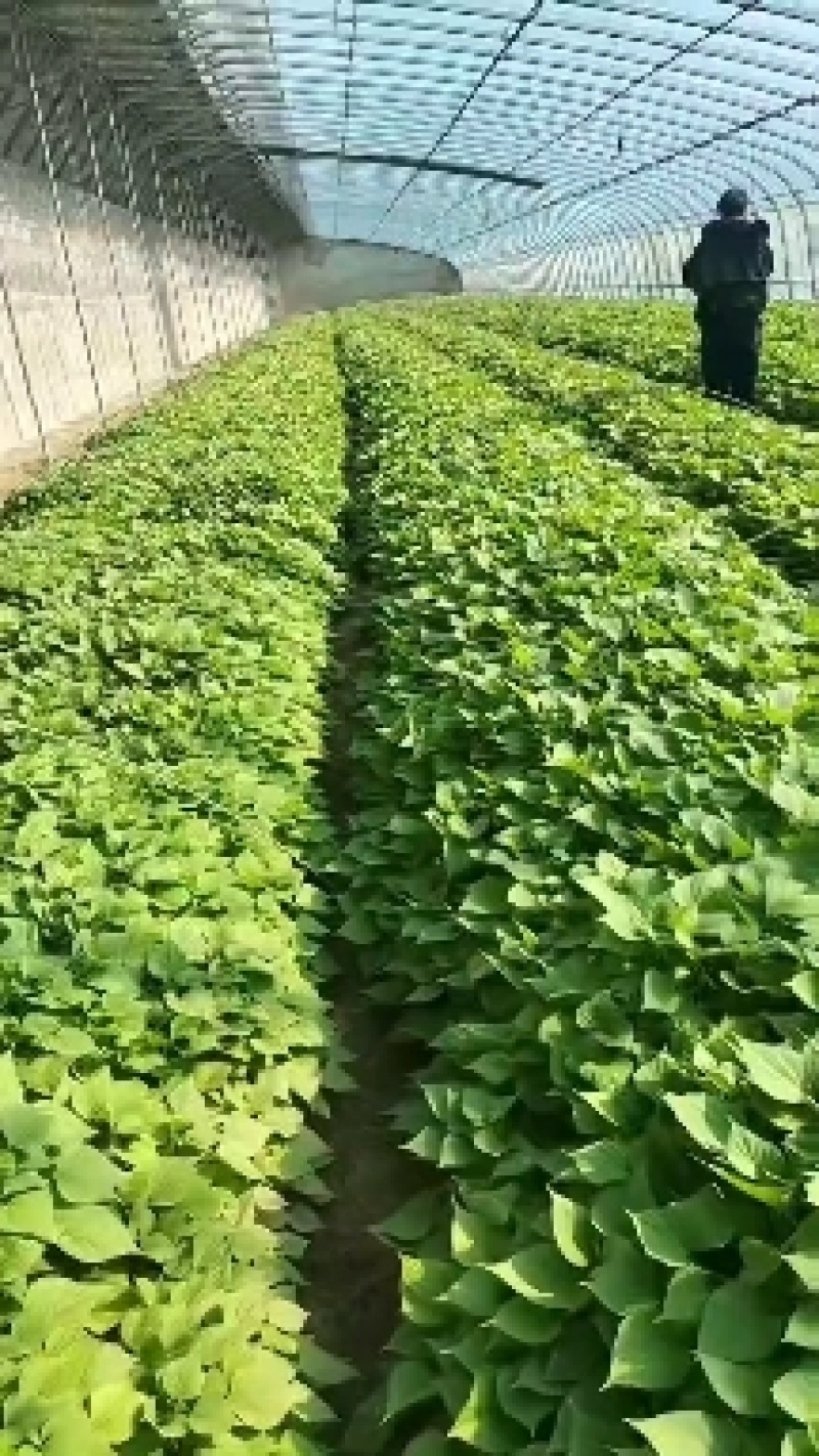 河南红薯苗/西瓜红红薯/基地直发/免费技术指导