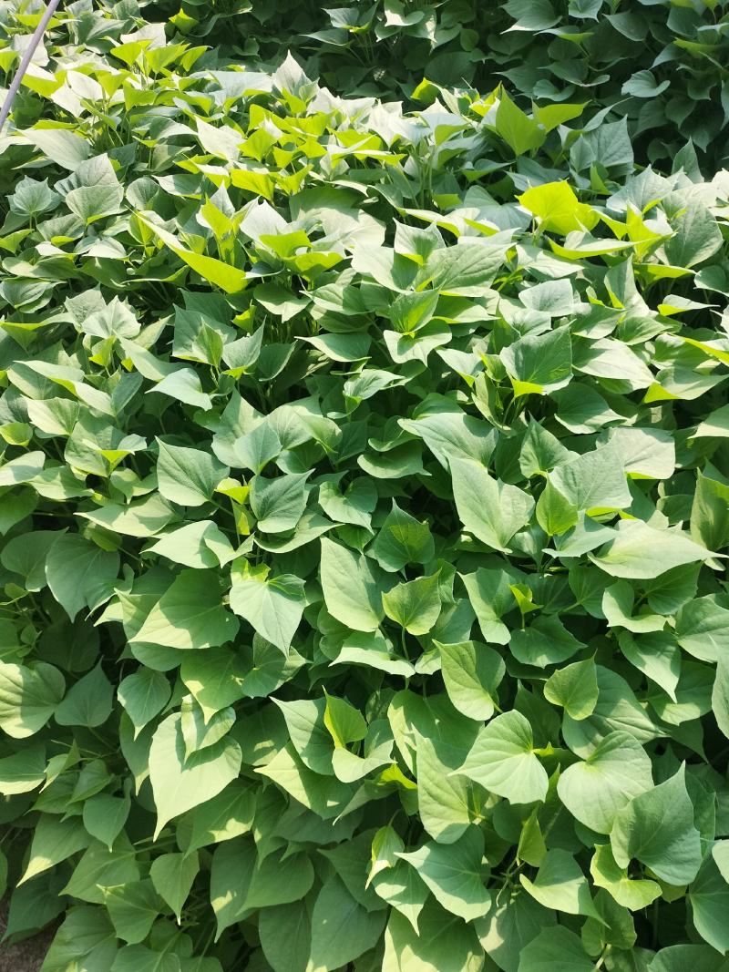 河南红薯苗/西瓜红红薯/基地直发/免费技术指导
