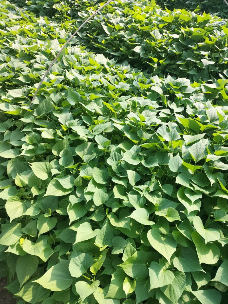 河南红薯苗/西瓜红红薯/基地直发/免费技术指导