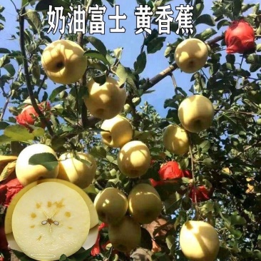 新品种苹果苗嫁接苗晚熟苹果奶油富士苹果树苗南北方种植当年