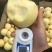 新品种苹果苗嫁接苗晚熟苹果奶油富士苹果树苗南北方种植当年