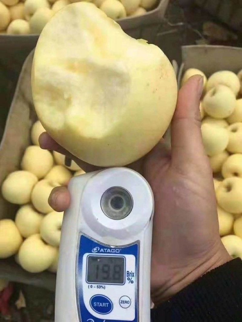 新品种苹果苗嫁接苗晚熟苹果奶油富士苹果树苗南北方种植当年