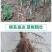新品种苹果苗嫁接苗晚熟苹果奶油富士苹果树苗南北方种植当年