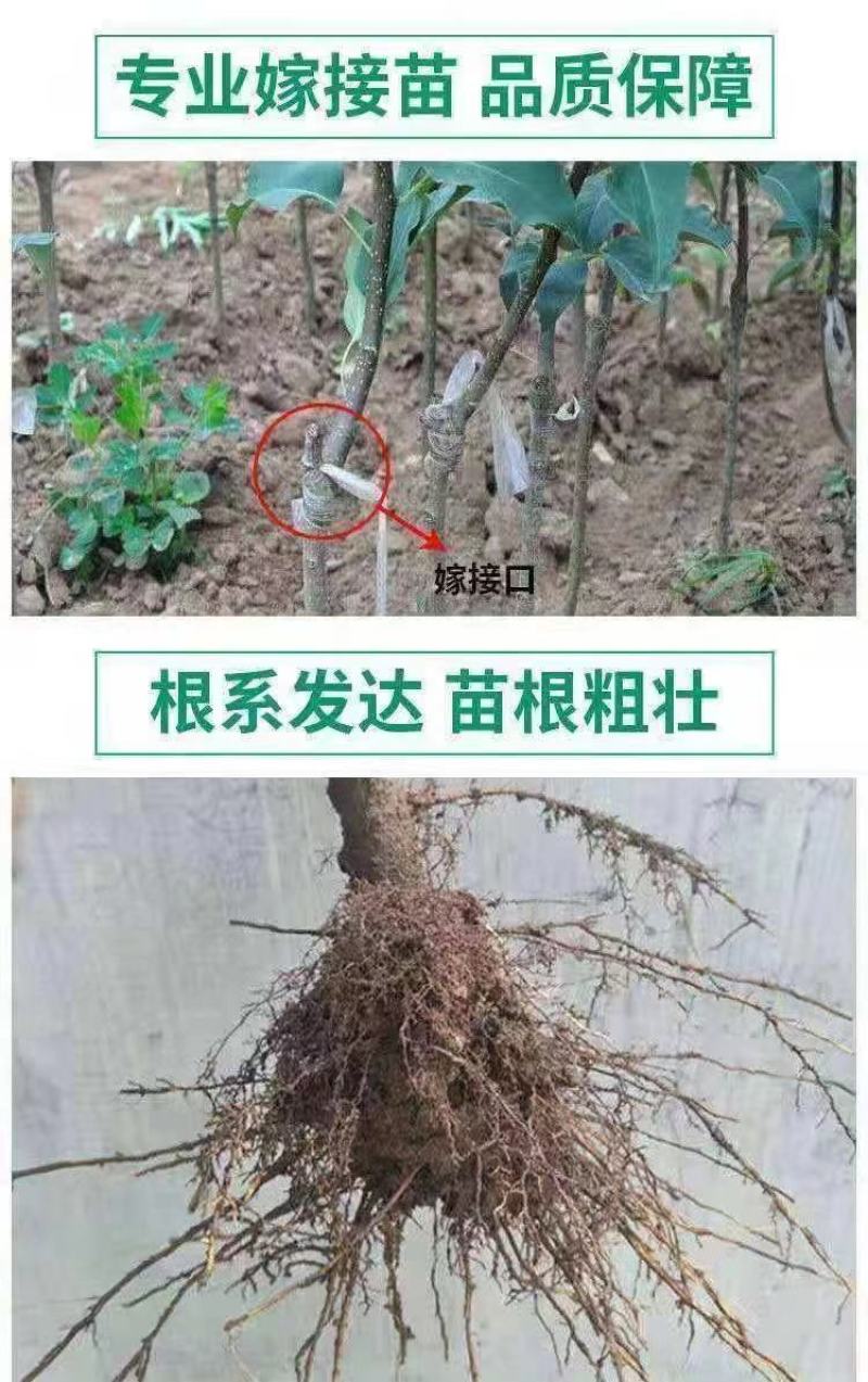 新品种苹果苗嫁接苗晚熟苹果奶油富士苹果树苗南北方种植当年