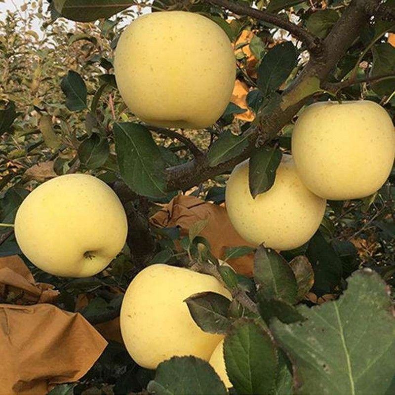 新品种苹果苗嫁接苗晚熟苹果奶油富士苹果树苗南北方种植当年