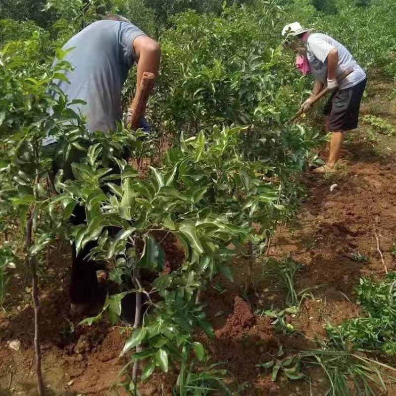 新品种苹果苗嫁接苗晚熟苹果奶油富士苹果树苗南北方种植当年
