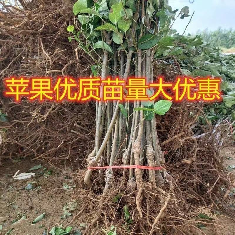 新品种苹果苗嫁接苗晚熟苹果奶油富士苹果树苗南北方种植当年