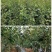 新品种苹果苗嫁接苗晚熟苹果奶油富士苹果树苗南北方种植当年