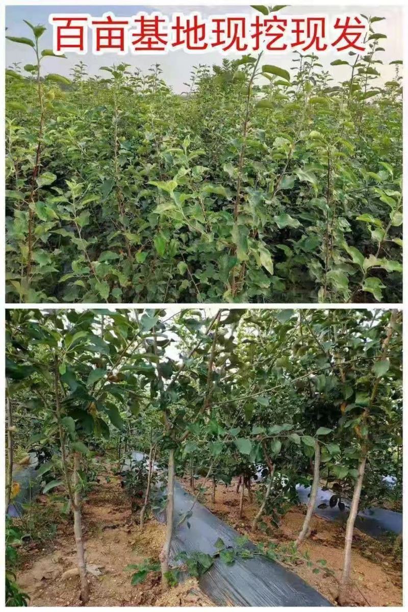 新品种苹果苗嫁接苗晚熟苹果奶油富士苹果树苗南北方种植当年