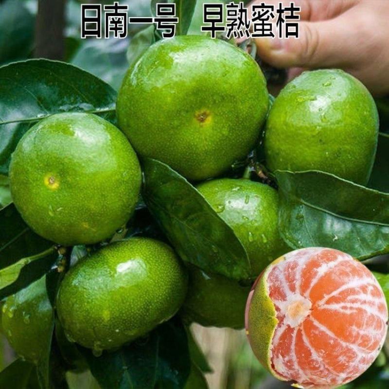 新品种果树苗特早熟橘子嫁接苗日南一号蜜桔树苗盆地栽当年结